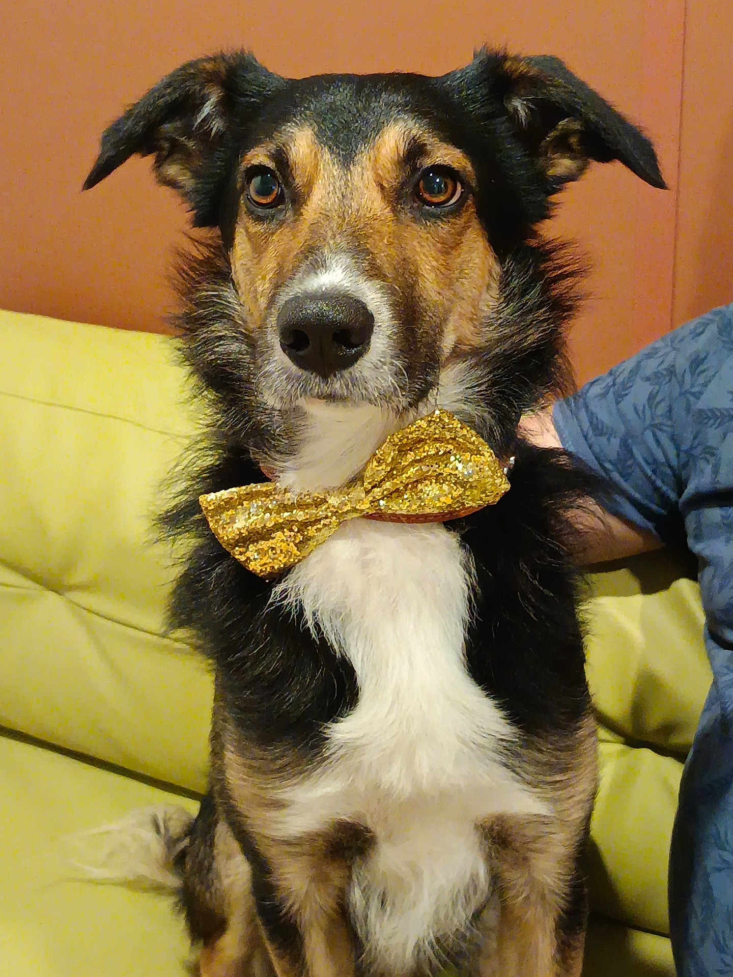 Taz a rejoint le concours — aidez-le/la à gagner de superbes lots ! dog, bow_tie, pet, indoor, couch, yellow_couch, brown_wall, black_fur, white_fur, brown_fur, animal, canine, sitting, looking_away, domestic_animal, companion, furry, ears, snout, person_arm