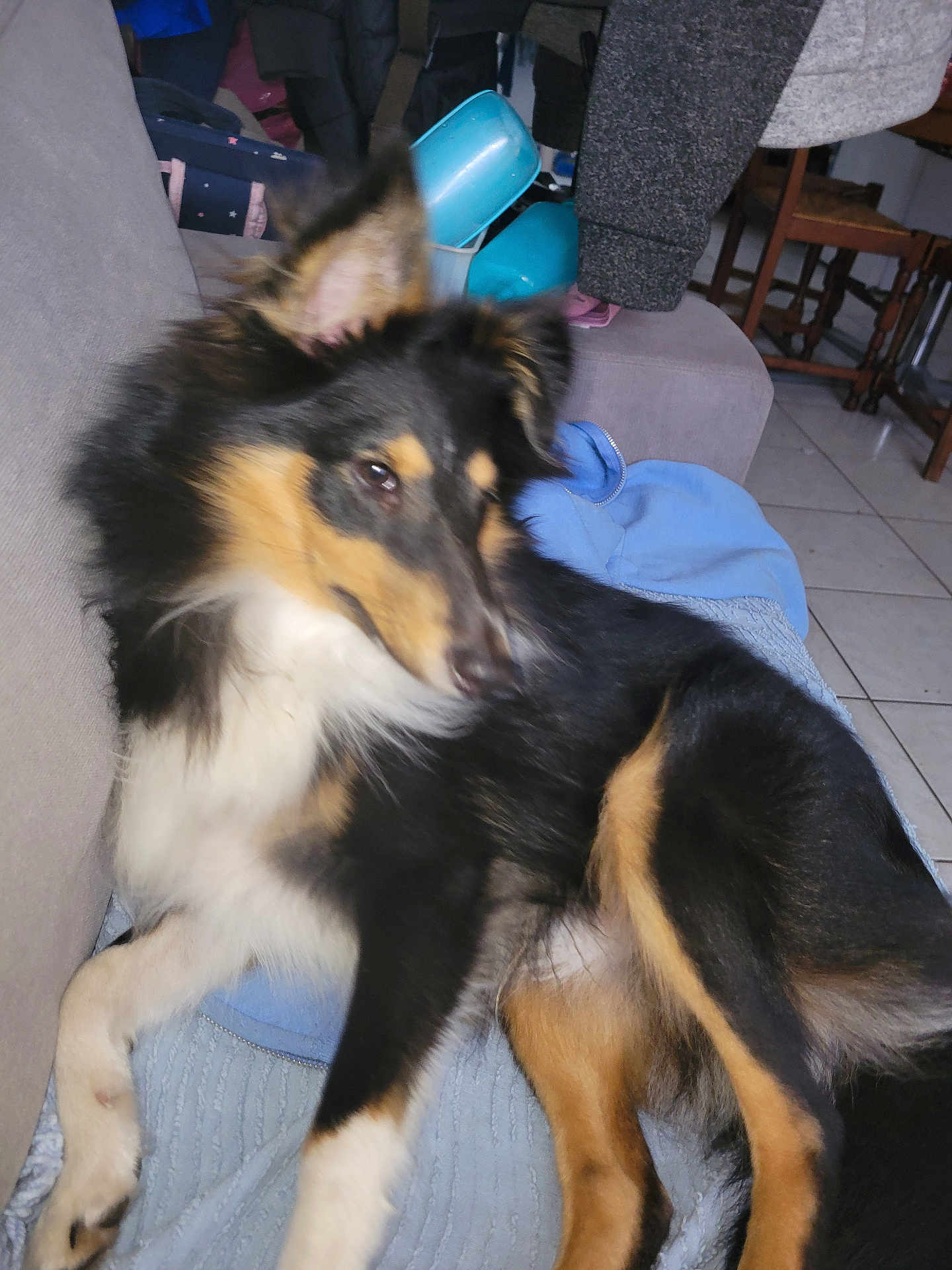 Link participe au concours pour gagner de l'argent avec cette photo : dog, couch, blanket, indoor, furniture, pet, relaxed, black, tan, white, floor, tile, household, cozy, animal, living_room, canine, fur, laying, resting