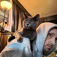 Lucky joined the competition — help win amazing prizes! cat, person, hoodie, indoor, lamp, window, curtains, gray_cat, facial_hair, beard, shoulder, seated, home_interior, soft_lighting, furniture, thoughtful, pet, cozy, casual_clothing, relaxed