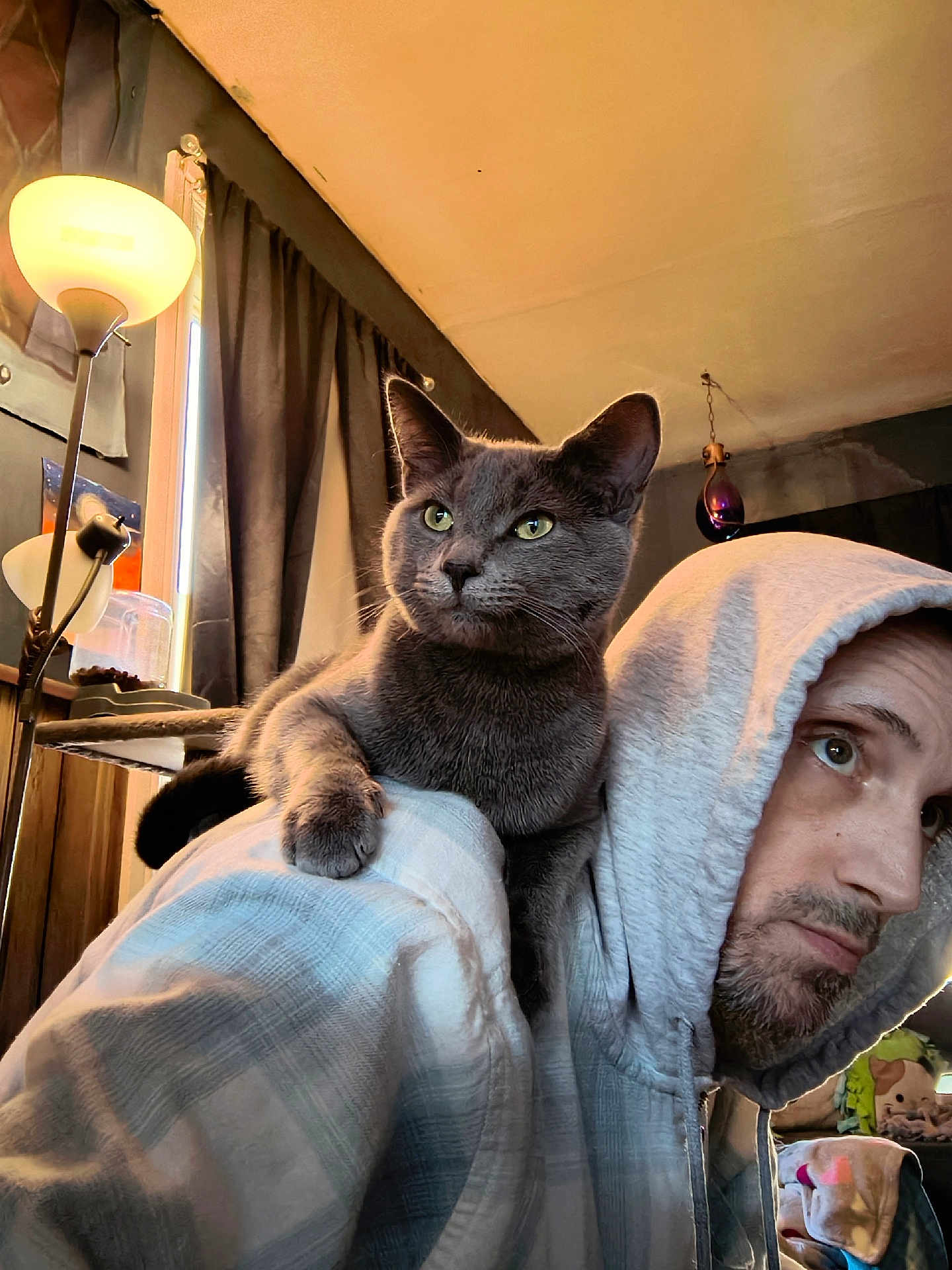 Lucky joined the competition — help win amazing prizes! cat, person, hoodie, indoor, lamp, window, curtains, gray_cat, facial_hair, beard, shoulder, seated, home_interior, soft_lighting, furniture, thoughtful, pet, cozy, casual_clothing, relaxed