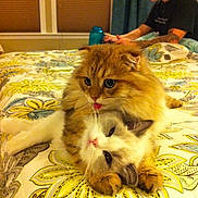 Rocket Jet Meow joined the competition — help win amazing prizes! cat, cats, ginger_cat, white_cat, fluffy, bedroom, bed, blanket, paws, whiskers, person, human, tattoo, indoor, cozy, playful, portrait, laying_down, cute, feline