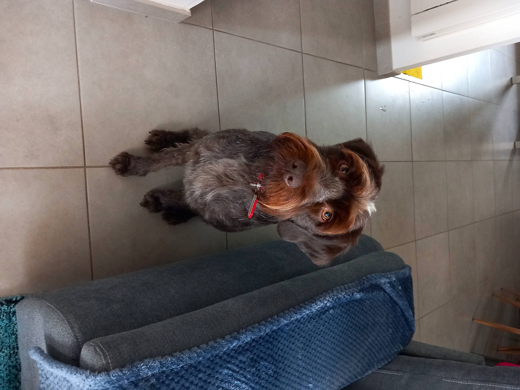 Roxy a rejoint le concours — aidez-le/la à gagner de superbes lots ! canidae, carnivore, comfort, companion_dog, dog, dog_breed, dog_supply, fawn, felidae, flooring, fur, liver, pet_supply, puppy, snout, sporting_group, tail, terrestrial_animal, toy_dog, working_animal