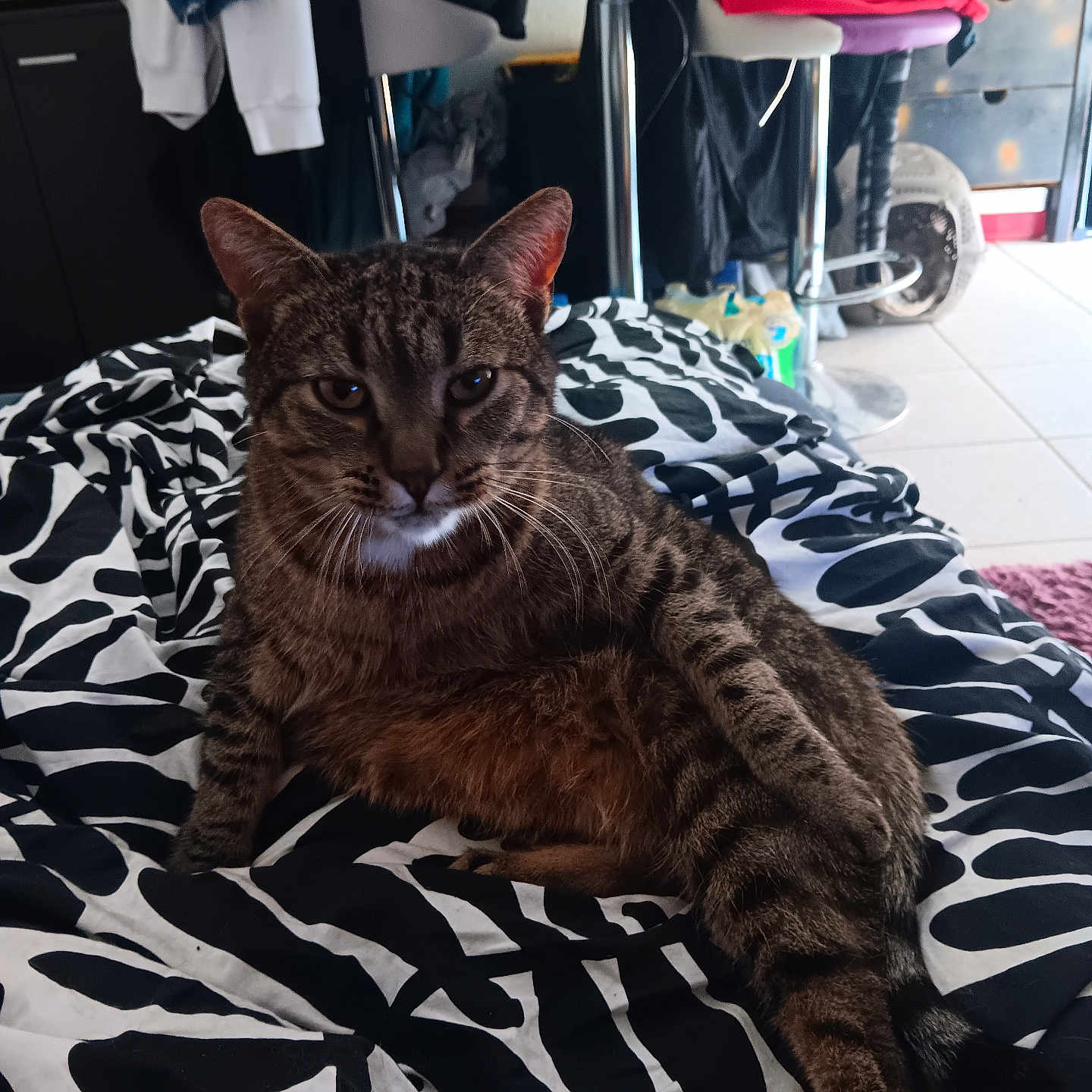 Isis a rejoint le concours — aidez-le/la à gagner de superbes lots ! blanket, cat, chair, clothing, cozy, domestic_animal, ears, floor, furniture, household_items, indoor, patterned_blanket, pet, relaxed, seated, striped, tabby_cat, tail, tile_floor, whiskers