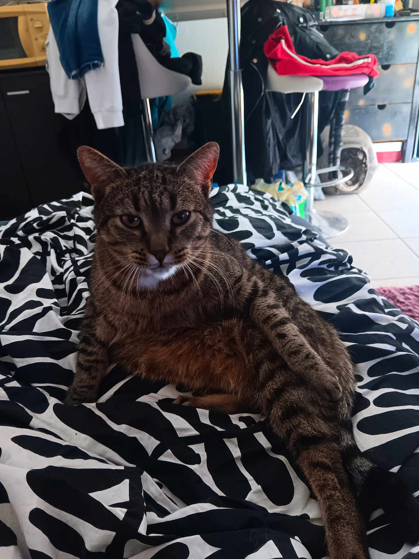 Isis a rejoint le concours — aidez-le/la à gagner de superbes lots ! cat, tabby_cat, indoor, blanket, patterned_blanket, furniture, chair, clothing, household_items, floor, tile_floor, pet, relaxed, striped, whiskers, ears, tail, seated, domestic_animal, cozy