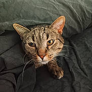 Isis a rejoint le concours — aidez-le/la à gagner de superbes lots ! cat, tabby, pet, animal, whiskers, fur, cute, indoors, bed, blanket, quilt, cozy, resting, eyes, paw, feline, face, closeup, curious, snuggled