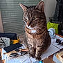 Isis participe au concours pour gagner de l'argent avec cette photo : cat, tabby, table, papers, watch, glasses, lighter, indoor, clutter, window, curious, feline, pet, domestic, whiskers, ears, sitting, brown, striped, household