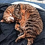 Isis participe au concours pour gagner de l'argent avec cette photo : cat, tabby, sleeping, fur, pet, animal, cozy, blanket, indoor, resting, cute, relaxed, striped, whiskers, paw, tail, feline, nap, comfort, soft