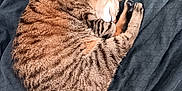 Isis participe au concours pour gagner de l'argent avec cette photo : cat, tabby, sleeping, curled_up, pet, feline, fur, whiskers, claws, paw, resting, cozy, blanket, indoor, domestic_animal, cute, animal, mammal, tabby_cat, relaxed