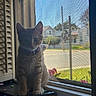 Mango is registered to the contest to win money with this photo: cat, clutter, collar, curious, daylight, domestic_animal, feline, house, indoor, kitten, orange_tabby, pets, pets_indoor, plants, screen, shadows, sunlight, tag, window, windowsill