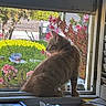 Mango is registered to the contest to win money with this photo: books, cat, clutter, curious, daylight, flowers, ginger_cat, greenery, houseplant, indoor, nature, outdoor, pets, pink_flowers, plants, profile_view, screen, sitting, window, windowsill