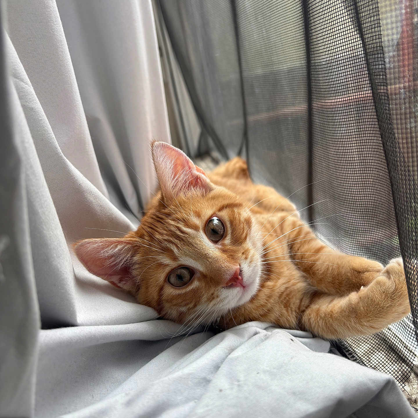 Mango joined the competition — help win amazing prizes! cat, close_up, cozy, curious, curtains, domestic_animal, ears, feline, fur, indoor, lying_down, orange_tabby, paws, pet, relaxed, resting, soft_light, whiskers, window, window_screen
