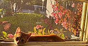 Mango is registered to the contest to win money with this photo: animal, cat, closeup, cozy, curious, daylight, flowers, ginger, greenery, home, indoor, kitten, mesh_screen, nature, outdoor, pet, relaxing, sunlight, window, windowsill