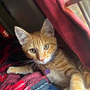 Mango joined the competition — help win amazing prizes! blanket, cat, closeup, collar, cozy, curious, domestic_animal, feline, fur, indoor, kitten, orange_tabby, pet, purple_charm, red_curtain, resting, soft_light, whiskers, window, young_animal