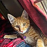 cat, kitten, orange_tabby, curious, indoor, blanket, red_curtain, window, collar, purple_charm, pet, feline, whiskers, closeup, cozy, soft_light, resting, fur, young_animal, domestic_animal