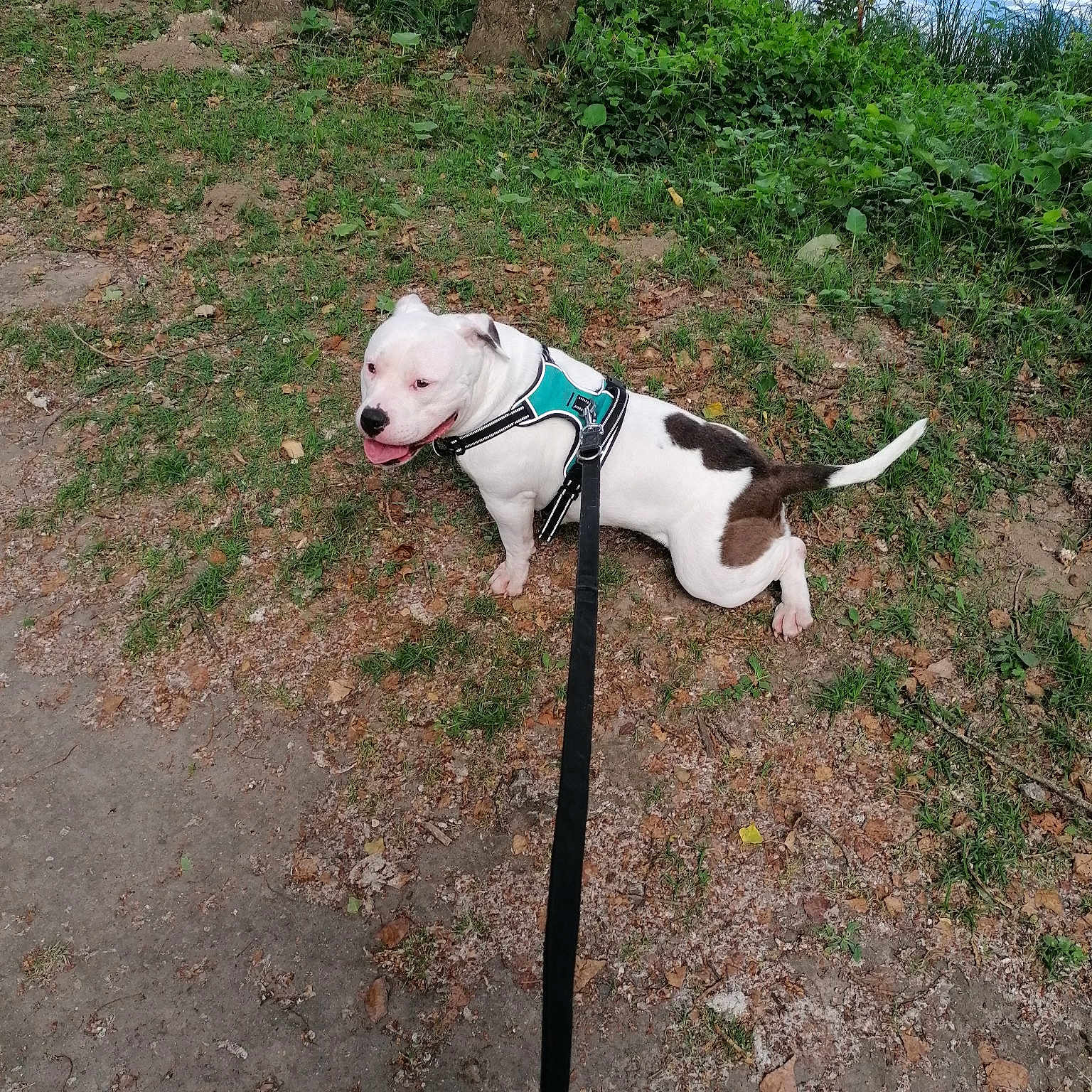 Nina