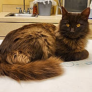 Roxy is registered to the contest to win money with this photo: cat, feline, brown_fur, yellow_eyes, long_hair, pet, indoors, sink, countertop, cleaning_supplies, fur, tail, relaxed, animal, domestic_animal, table, household, looking_at_camera, mammal, whiskers
