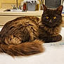 cat, feline, brown_fur, yellow_eyes, long_hair, pet, indoors, sink, countertop, cleaning_supplies, fur, tail, relaxed, animal, domestic_animal, table, household, looking_at_camera, mammal, whiskers