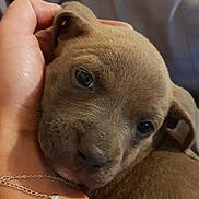 Laya participe au concours pour gagner de l'argent avec cette photo : american_pit_bull_terrier, canidae, carnivore, dog, dog_breed, fawn, italian_greyhound, mammal, non_sporting_group, puppy, snout, sporting_group, vertebrate