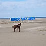 Laya participe au concours pour gagner de l'argent avec cette photo : beach, canidae, coast, coastal_and_oceanic_landforms, fawn, ocean, sand, sea, sporting_group, tourism, vacation