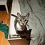 Marceau participe au concours pour gagner de l'argent avec cette photo : cat, tabby, pet, looking_up, bed, mattress, duvet, blanket, wooden_floor, floor, nightstand, furniture, paw, tail, whiskers, ears, shadow, indoor, cozy, portrait
