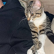 Marceau a rejoint le concours — aidez-le/la à gagner de superbes lots ! cat, tabby_cat, pet, feline, whiskers, paws, white_paws, yellow_eyes, stripes, person_partial, hoodie, black_clothing, bed, pillow, wooden_headboard, indoors, close_up, relaxed, sitting, portrait