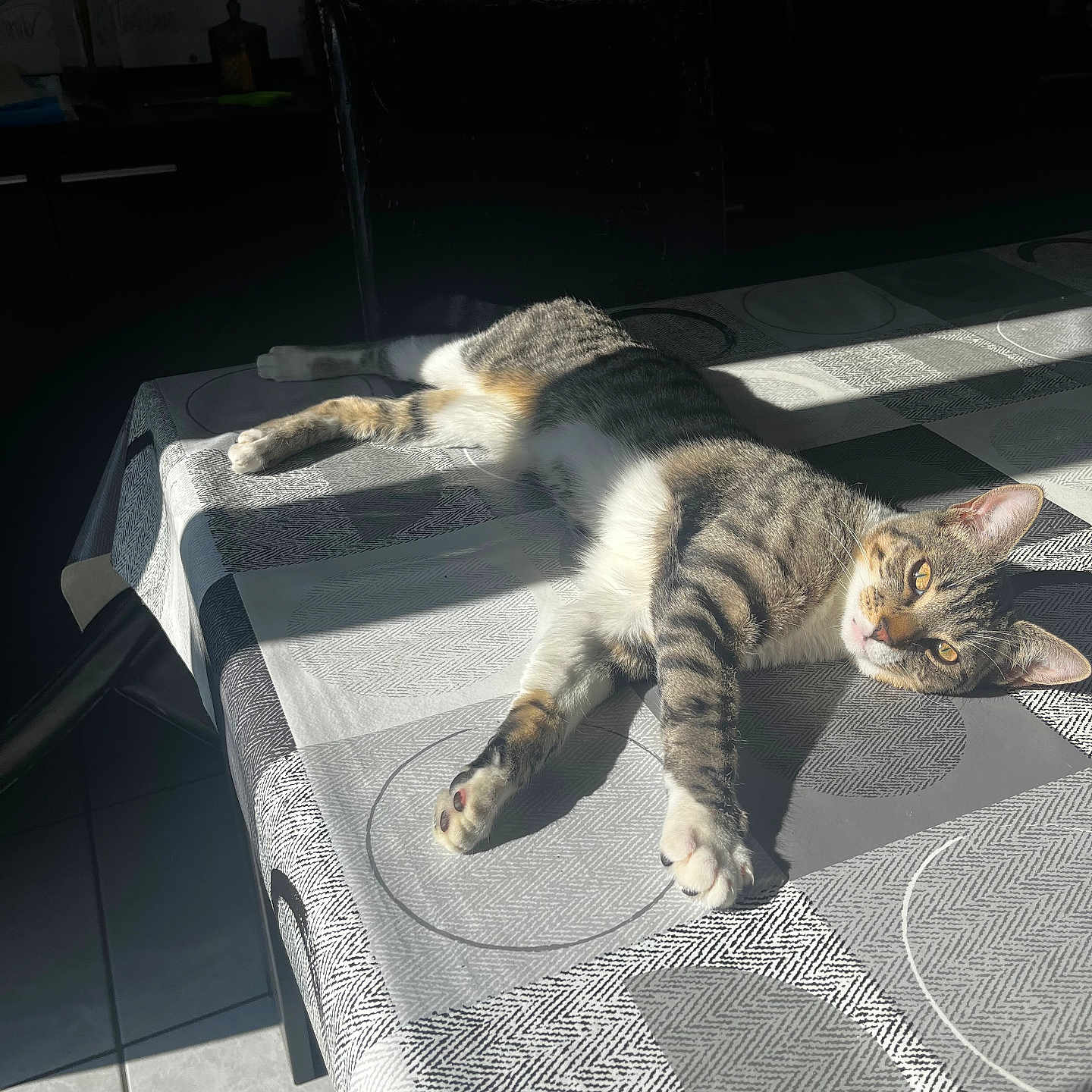 Marceau participe au concours pour gagner de l'argent avec cette photo : cat, chair, cozy, domestic, eyes, furniture, indoor, lounging, pattern, paw, pet, portrait, relaxed, shadow, sunlight, tabby_cat, table, tablecloth, tile_floor, whiskers