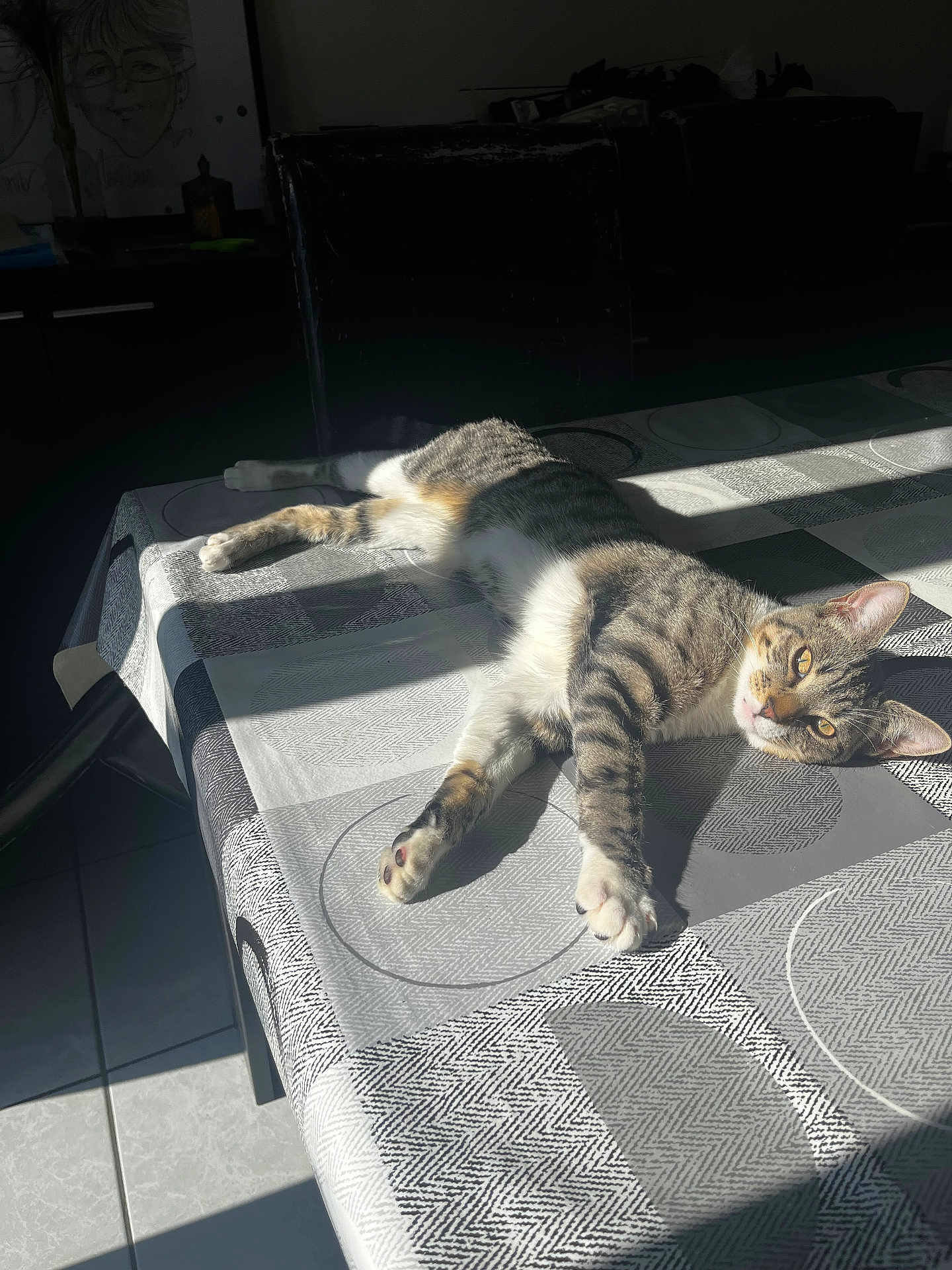 Marceau participe au concours pour gagner de l'argent avec cette photo : cat, tabby_cat, pet, sunlight, table, tablecloth, paw, eyes, lounging, indoor, shadow, tile_floor, chair, furniture, pattern, cozy, portrait, domestic, whiskers, relaxed