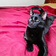 Jojo joined the competition — help win amazing prizes! cat, black_cat, pet, animal, feline, indoor, bed, blanket, resting, stretching, fur, whiskers, ears, paw, relaxed, cozy, domestic, cute, sleepy, comfort