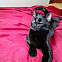 cat, black_cat, pet, animal, feline, indoor, bed, blanket, resting, stretching, fur, whiskers, ears, paw, relaxed, cozy, domestic, cute, sleepy, comfort