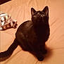 Jojo joined the competition — help win amazing prizes! black_cat, cat, pet, animal, bed, bedspread, striped_towel, indoor, feline, looking_up, curious, fur, whiskers, ears, tail, sitting, domestic_cat, cozy, soft, cute