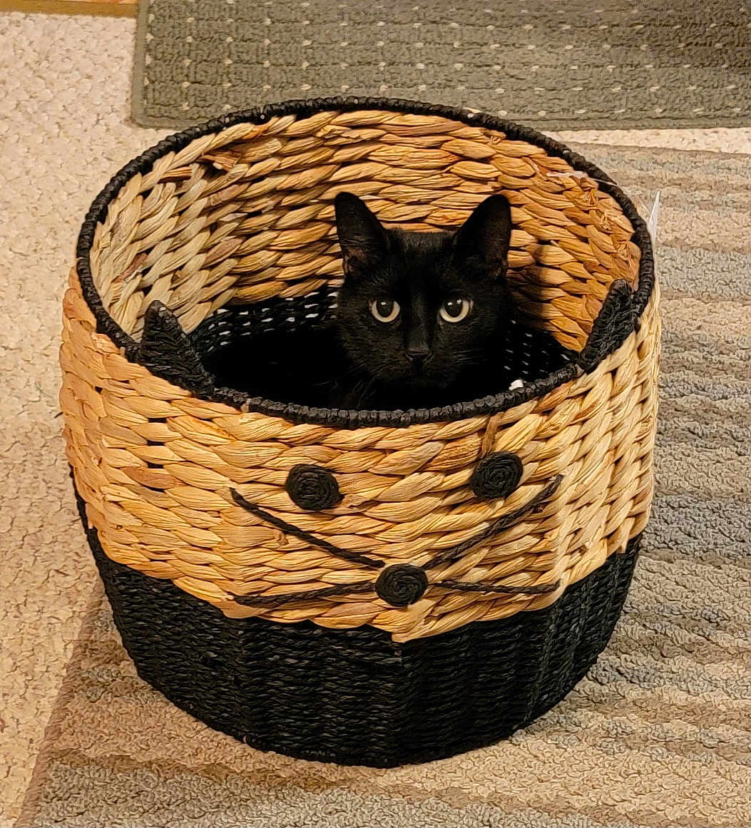 Jojo joined the competition — help win amazing prizes! cat, black_cat, basket, woven_basket, pet, animal, indoor, carpet, floor, cute, curious, eyes, ears, home, cozy, feline, pet_basket, texture, decor, resting