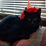 Jojo is registered to the contest to win money with this photo: cat, black_cat, hat, window_blinds, blanket, indoor, pet, animal, cozy, resting, curious, feline, fur, domestic_cat, cute, companion, relaxed, portrait, side_view, indoor_lighting