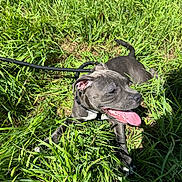 Ace a rejoint le concours — aidez-le/la à gagner de superbes lots ! dog, gray_dog, panting, tongue_out, grass, greenery, sunlight, leash, outdoor, pet, canine, animal, nature, playful, summer, resting, happy, ears, snout, collar