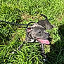 animal, canine, collar, dog, ears, grass, gray_dog, greenery, happy, leash, nature, outdoor, panting, pet, playful, resting, snout, summer, sunlight, tongue_out