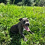Ace participe au concours pour gagner de l'argent avec cette photo : puppy, dog, grass, outdoor, greenery, sunlight, tongue, happy, nature, animal, playful, pet, mammal, field, summer, cute, young, canine, flora, daytime