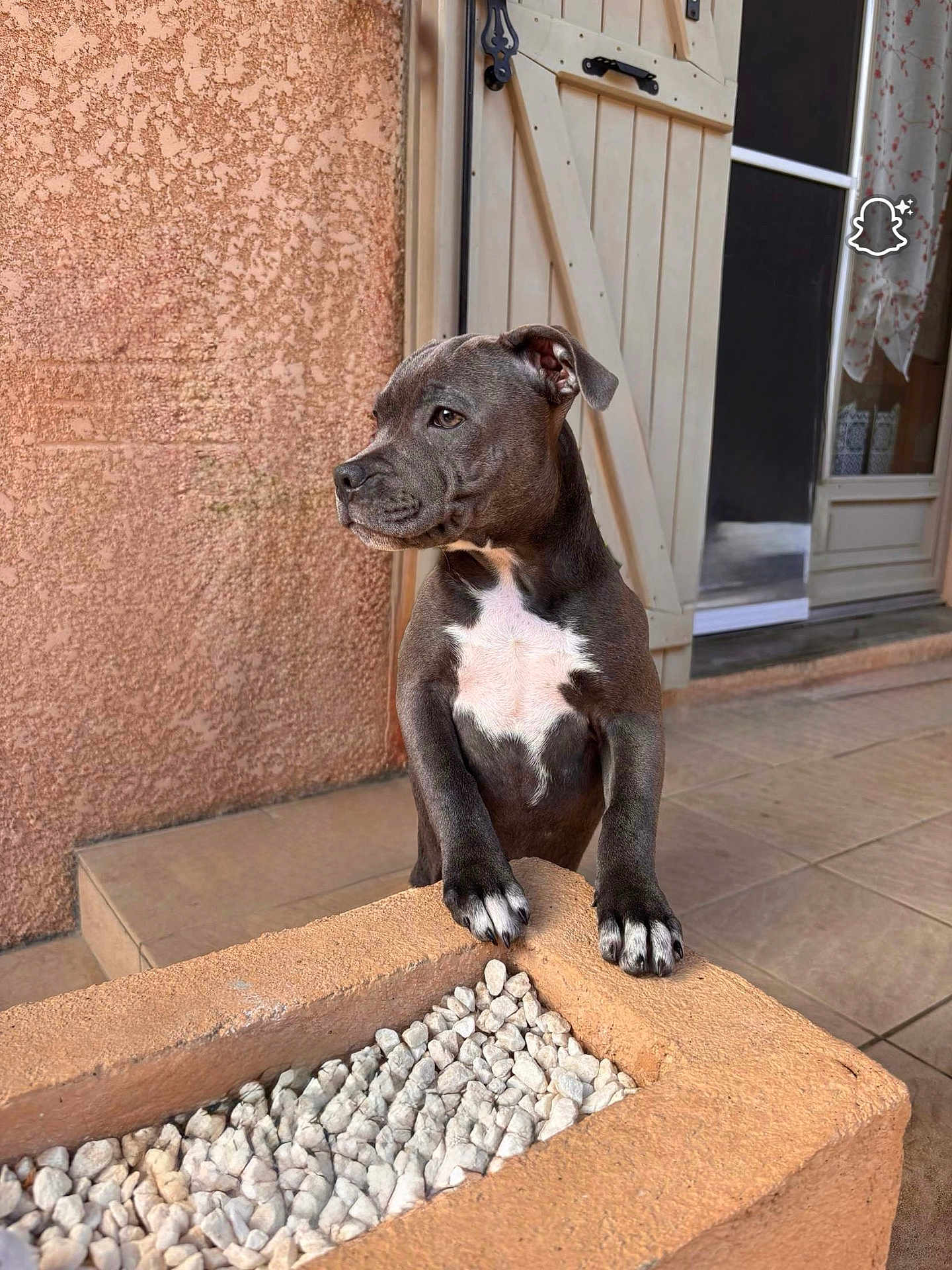 Ace a rejoint le concours — aidez-le/la à gagner de superbes lots ! puppy, dog, pet, curious, outdoor, stone_planter, white_pebbles, paws, textured_wall, door, tile_floor, brown, black, white_markings, animal, young_dog, portrait, daylight, domestic_animal, looking_away