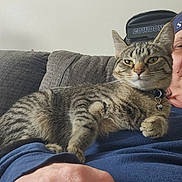 Stormy joined the competition — help win amazing prizes! bell, cat, close_up, collar, couch, cozy, fur, hand, home, indoor, owner, person, pet, portrait, relaxed, sofa, striped, tabby_cat, texture, whiskers