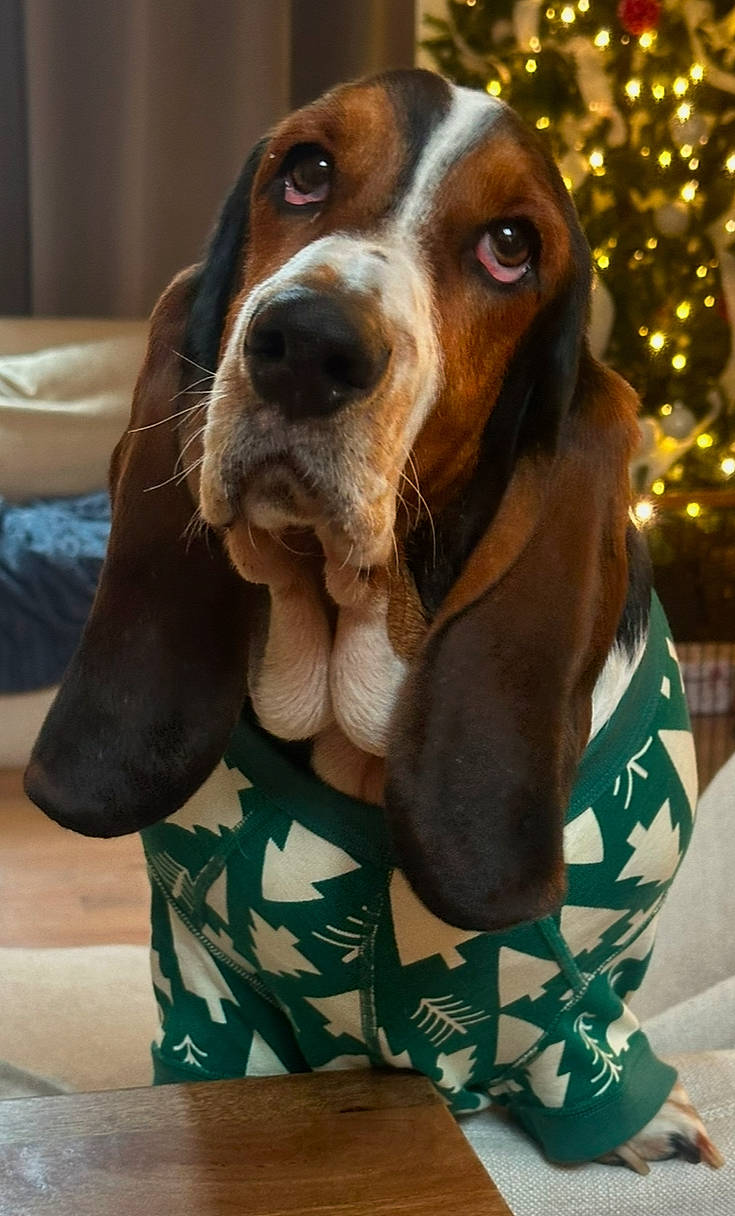 Dooey joined the competition — help win amazing prizes! animal, beagle, canine, dog, formalwear, hound, pet, pointer, puppy, snout