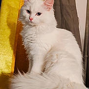 Victoria participe au concours pour gagner de l'argent avec cette photo : animal, blue_surface, calm, cat, closeup, cute, domestic, ears, feline, fluffy, fur, indoor, pet, portrait, sitting, soft, tail, whiskers, white_cat, yellow_curtain