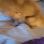 Udex a rejoint le concours — aidez-le/la à gagner de superbes lots ! animal, bed, blanket, blurry, canine, cozy, dog, fabric, fast_movement, fur, furniture, home, indoor, light_brown, motion, pet, resting_place, sleeping_area, soft, unfocused