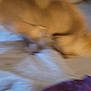 animal, bed, blanket, blurry, canine, cozy, dog, fabric, fast_movement, fur, furniture, home, indoor, light_brown, motion, pet, resting_place, sleeping_area, soft, unfocused