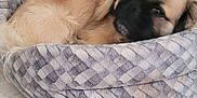Udex participe au concours pour gagner de l'argent avec cette photo : dog, pet_bed, cozy, sleepy, fur, indoor, floor, wallpaper, relaxed, animal, resting, cute, domestic, comfort, brown_fur, small_dog, patterned_bed, home, household, furniture