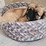 dog, pet_bed, cozy, sleepy, fur, indoor, floor, wallpaper, relaxed, animal, resting, cute, domestic, comfort, brown_fur, small_dog, patterned_bed, home, household, furniture