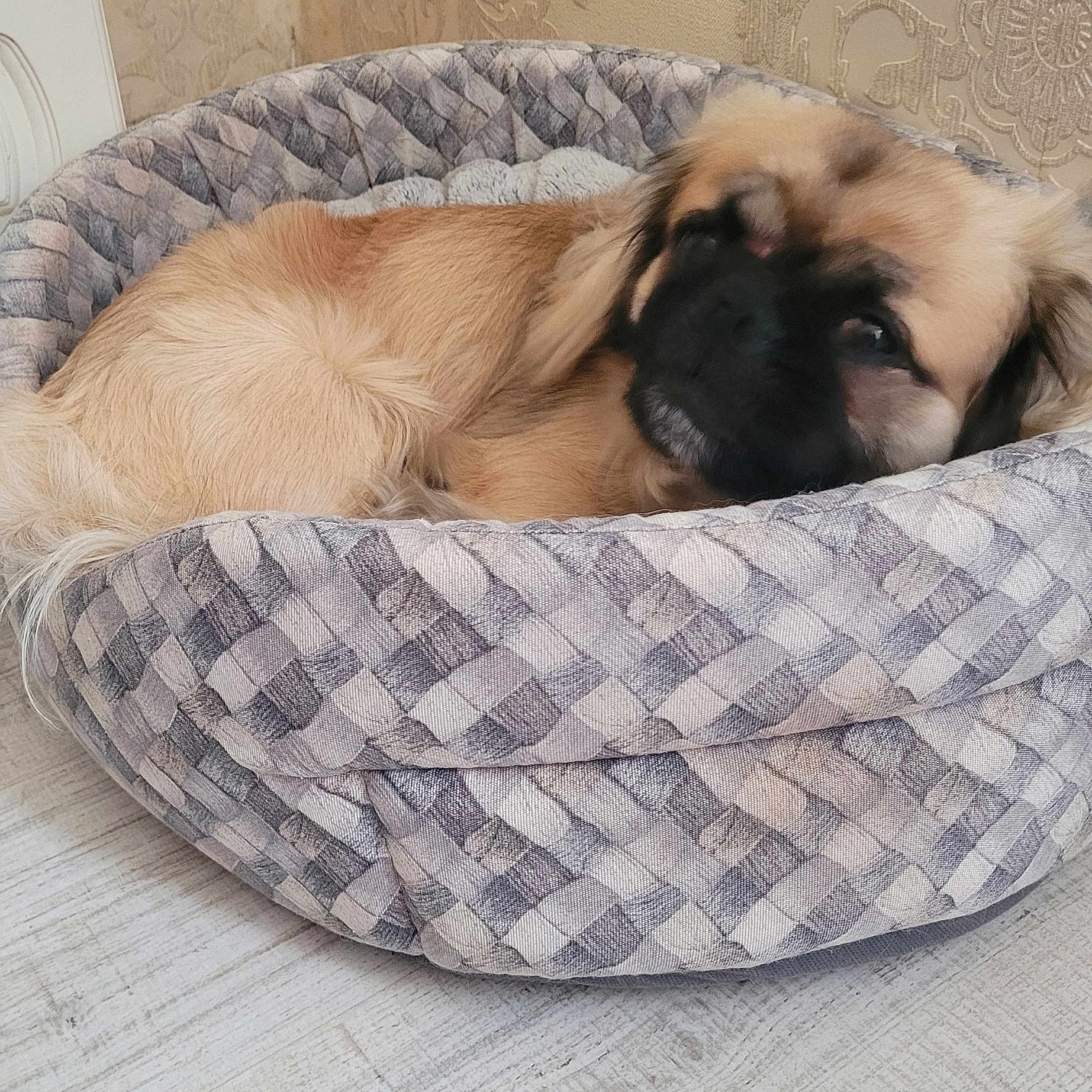 Udex participe au concours pour gagner de l'argent avec cette photo : animal, brown_fur, comfort, cozy, cute, dog, domestic, floor, fur, furniture, home, household, indoor, patterned_bed, pet_bed, relaxed, resting, sleepy, small_dog, wallpaper