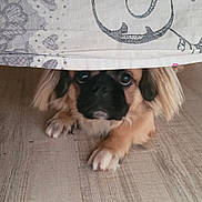 Udex a rejoint le concours — aidez-le/la à gagner de superbes lots ! dog, puppy, floor, wooden_floor, curious, peeking, hiding, ears, fur, pet, animal, indoor, brown_fur, black_face, small_dog, cute, close_up, looking, lying_down, fabric
