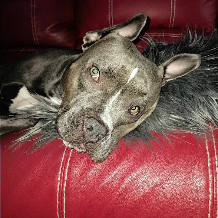 Sandy joined the competition — help win amazing prizes! accessories, advertisement, animal, bulldog, canine, chair, couch, cushion, dog, furniture, homedecor, hound, husky, person, pet, pitbull, pointer, puppy, sleeping, snout