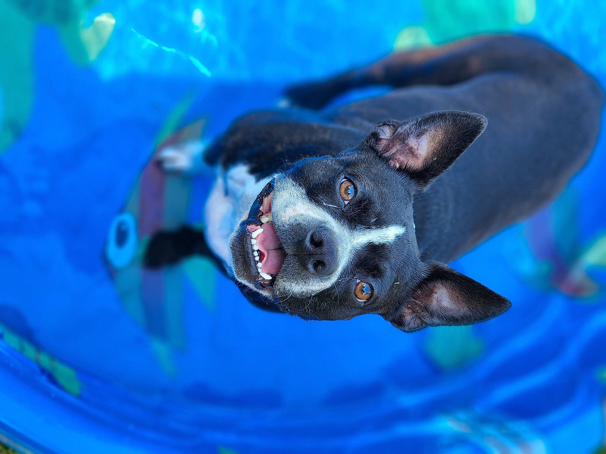 Bella joined the competition — help win amazing prizes! azure, blue, canidae, carnivore, circle, close_up, companion_dog, dog, dog_breed, electric_blue, fawn, macro_photography, non_sporting_group, organism, plant, sporting_group, vertebrate, water, whiskers, wildlife