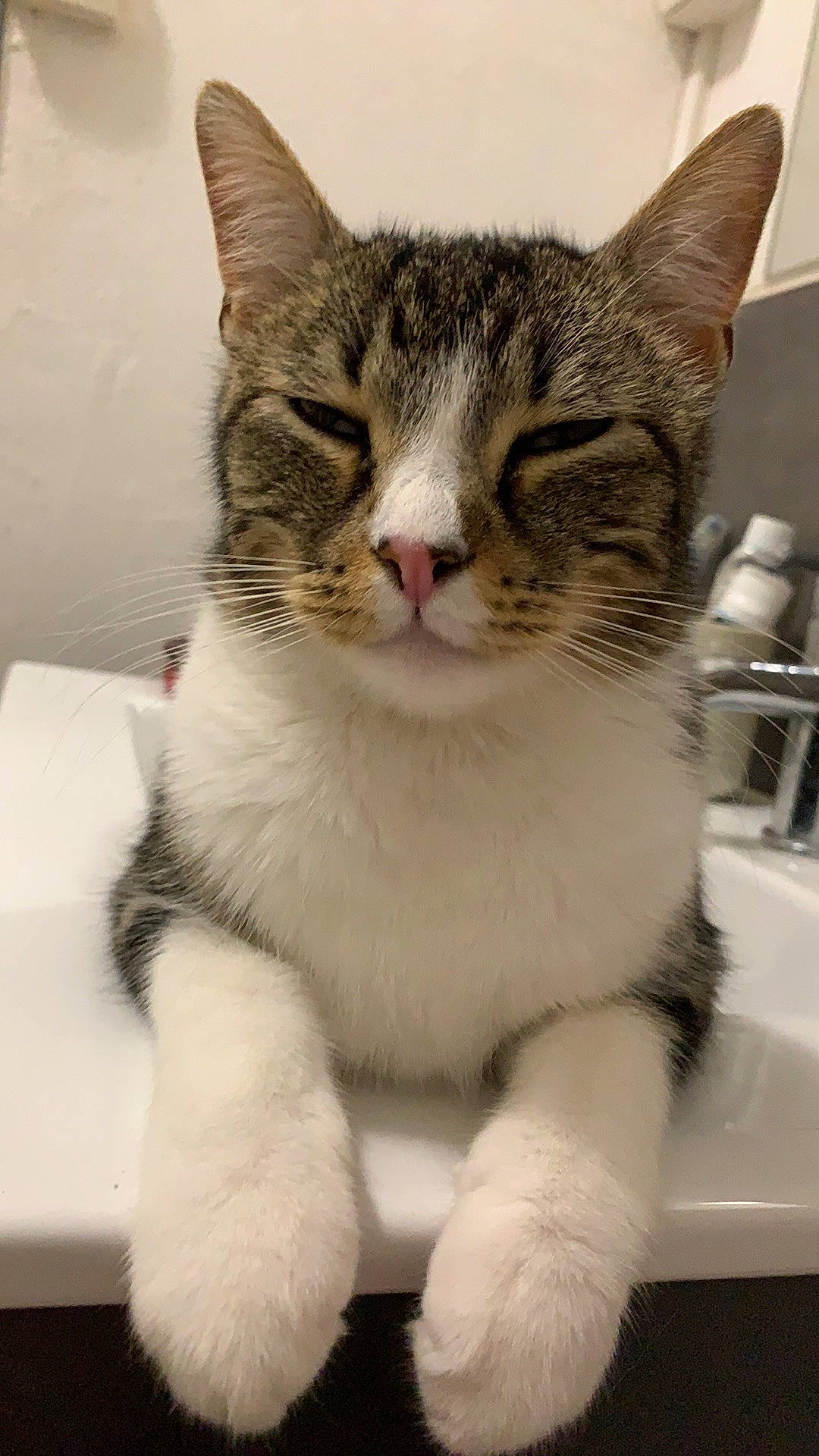 Misha participe au concours pour gagner de l'argent avec cette photo : carnivore, cat, claw, domestic_short_haired_cat, felidae, fur, paw, pet_supply, small_to_medium_sized_cats, snout, toe, vertebrate, whiskers