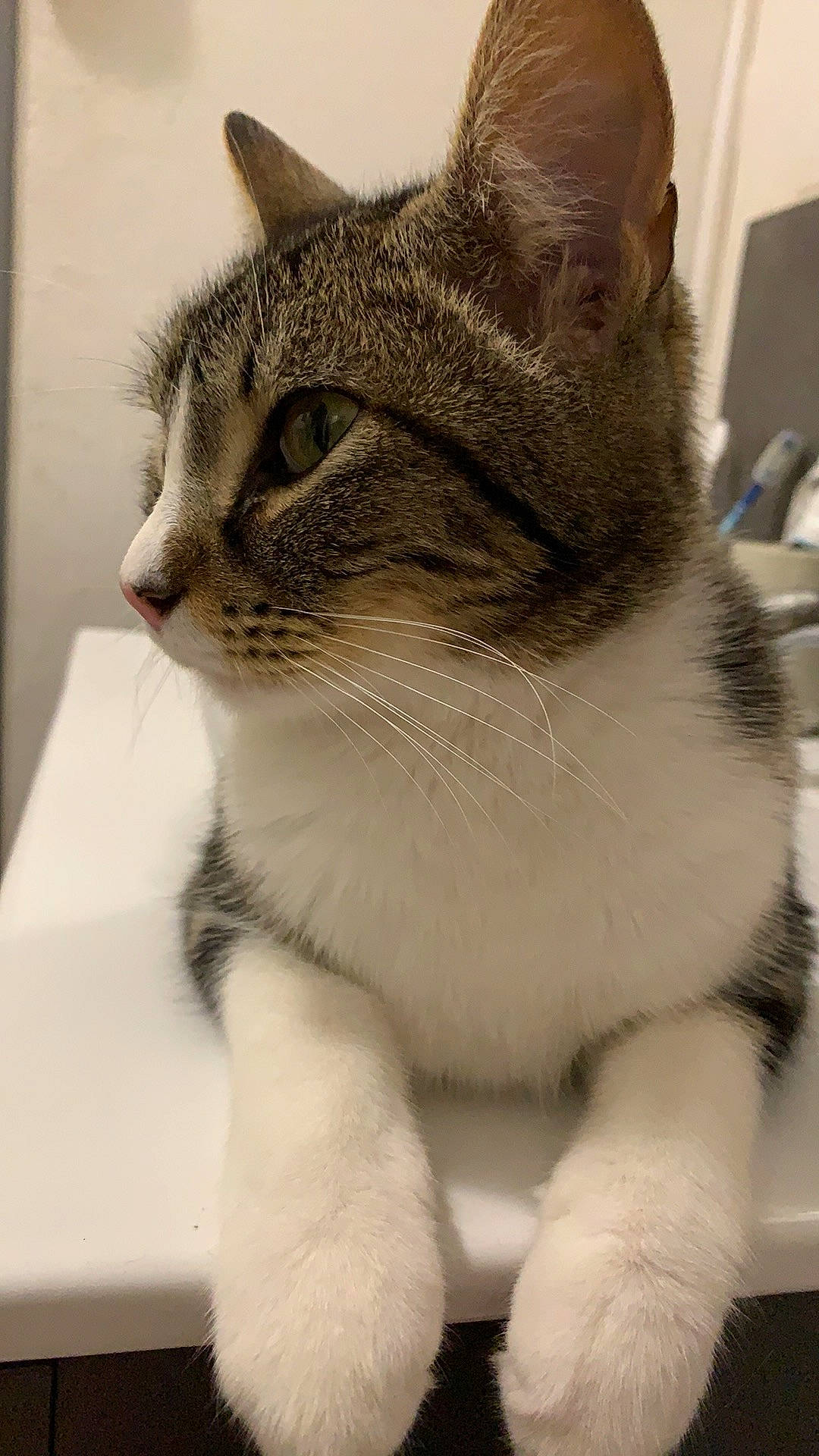 Misha participe au concours pour gagner de l'argent avec cette photo : carnivore, cat, domestic_short_haired_cat, felidae, fur, pet_supply, small_to_medium_sized_cats, snout, vertebrate, whiskers