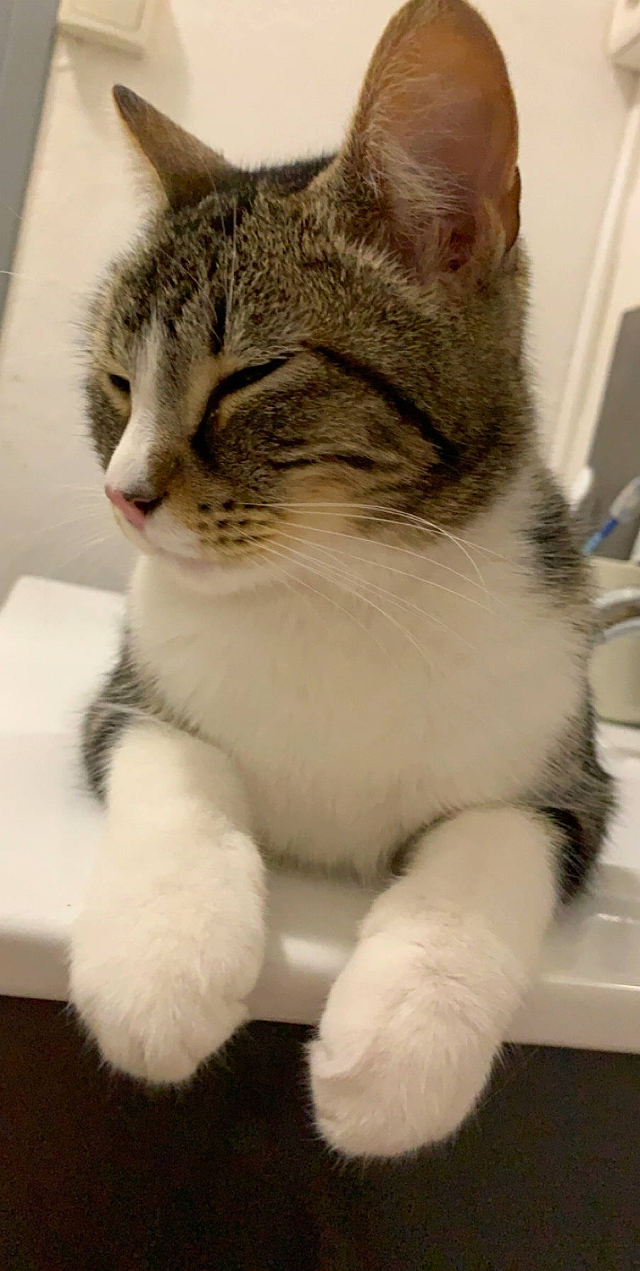 Misha participe au concours pour gagner de l'argent avec cette photo : carnivore, cat, claw, domestic_short_haired_cat, felidae, fur, grey, paw, small_to_medium_sized_cats, snout, tail, terrestrial_animal, toe, vertebrate, whiskers